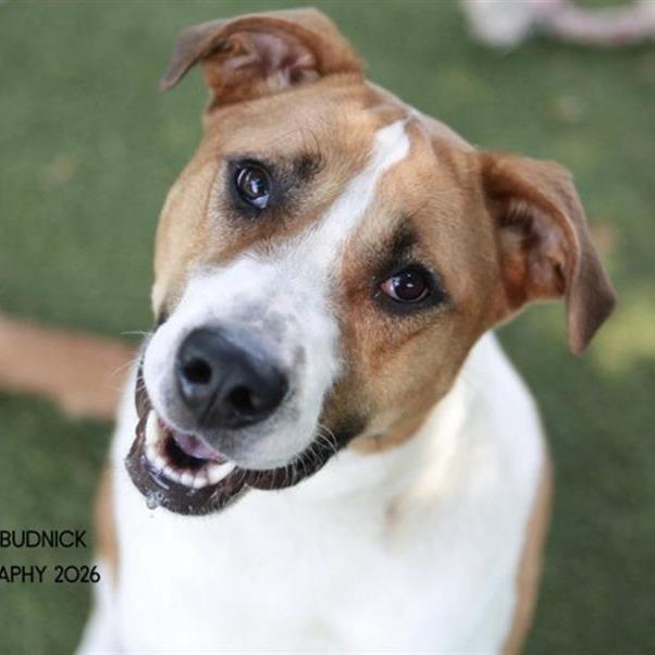 Enlarge Almond, a Adoptable mixed breed in Nashville, TN image 2/6