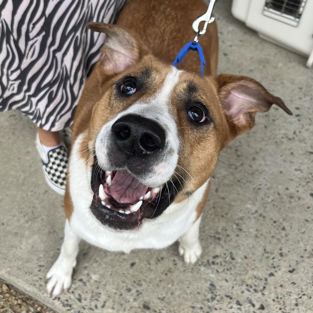 Enlarge Almond, a Adoptable mixed breed in Nashville, TN image 3/6