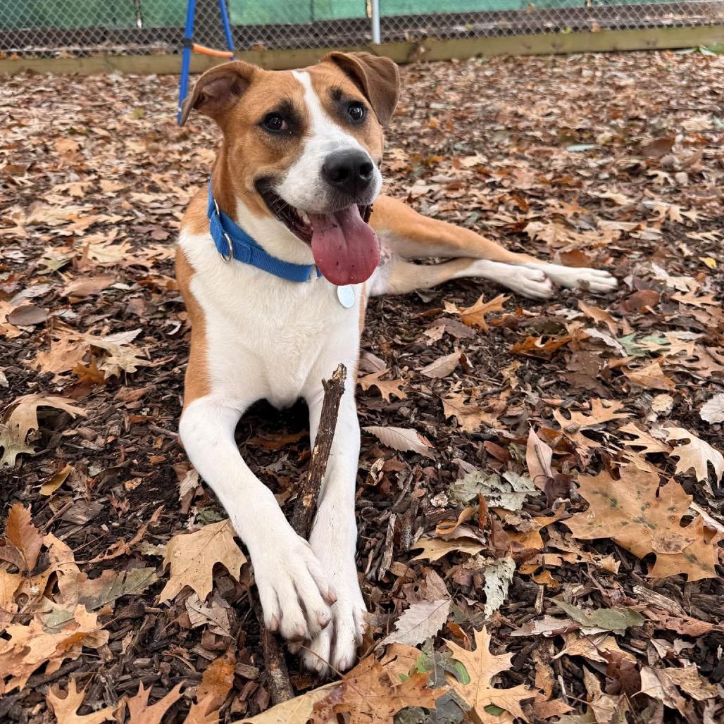 Enlarge Almond, a Adoptable mixed breed in Nashville, TN image 2/6