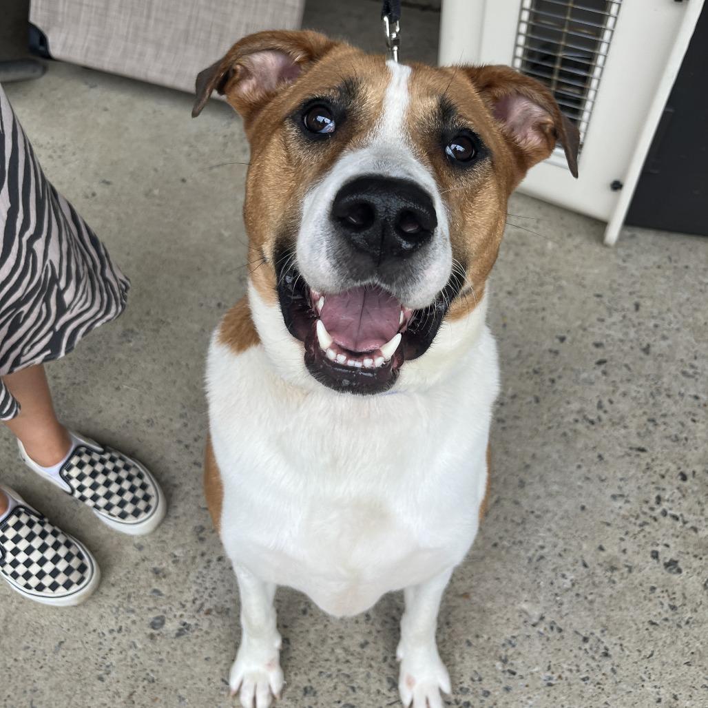 Enlarge Almond, a Adoptable mixed breed in Nashville, TN image 5/6