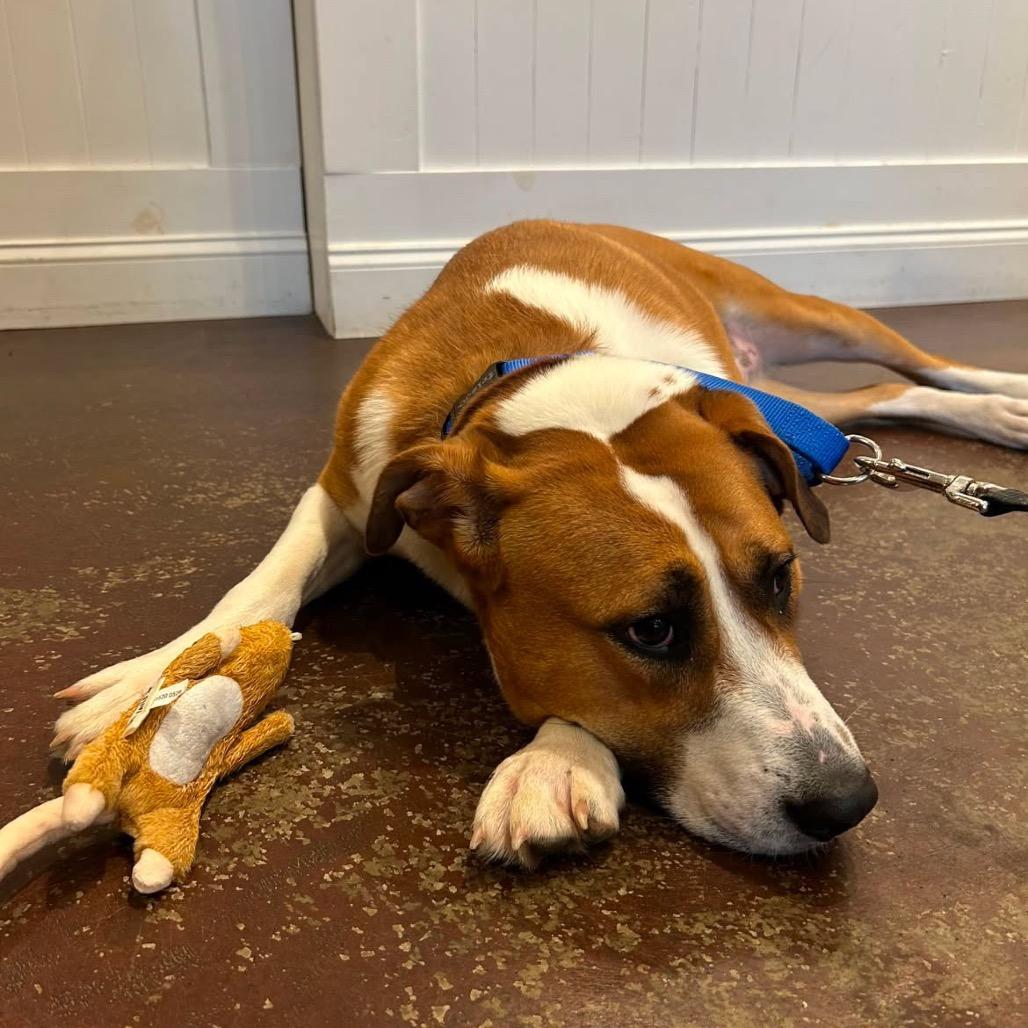 Enlarge Almond, a Adoptable mixed breed in Nashville, TN image 6/6