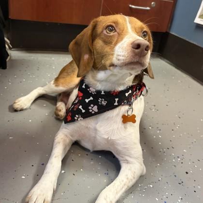 Enlarge Corona, a Adoptable mixed breed in Merriam, KS image 2/3