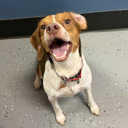 Enlarge Corona, a Adoptable mixed breed in Merriam, KS image 3/3