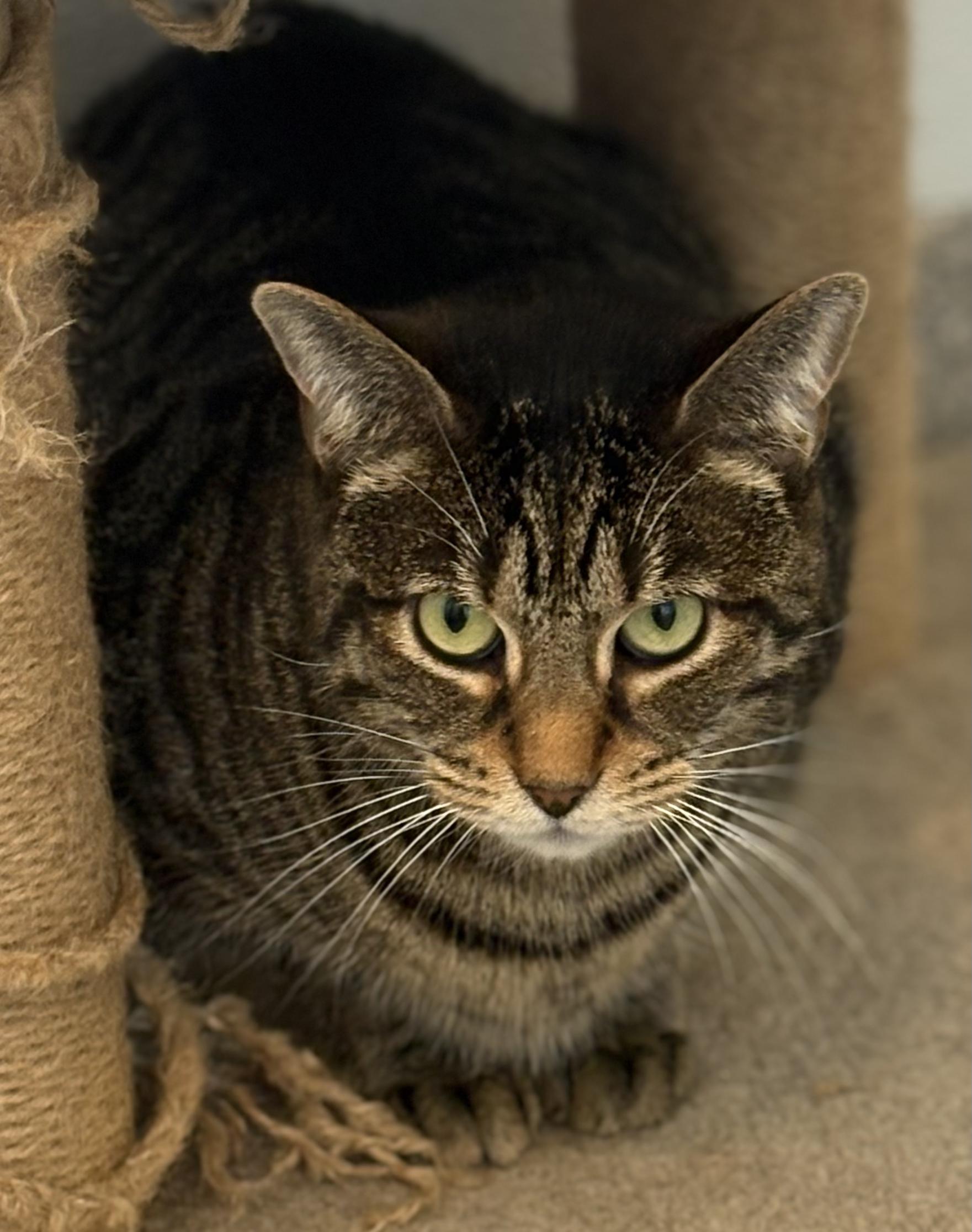 Vivi, Adoptable, Kitten Female Tiger.