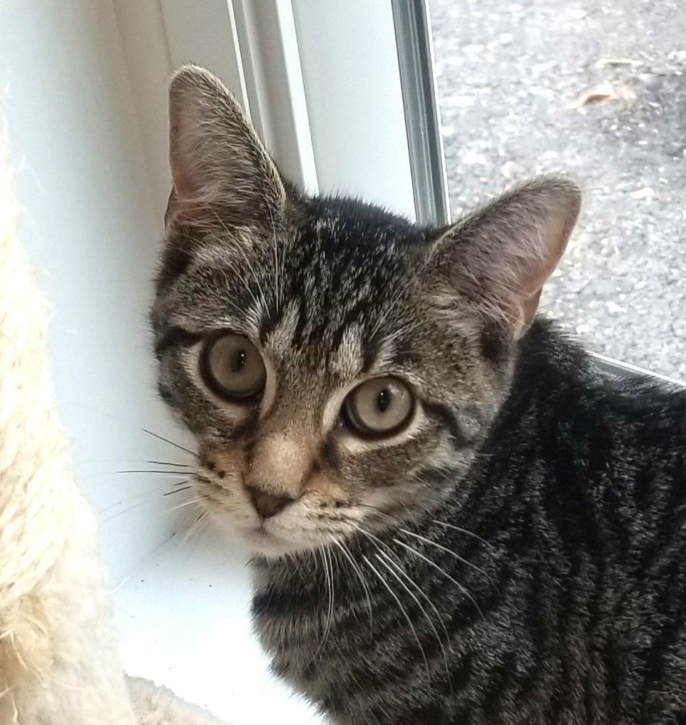 Enlarge Vivi, a Adoptable Tiger in Warwick, NY image 1/1