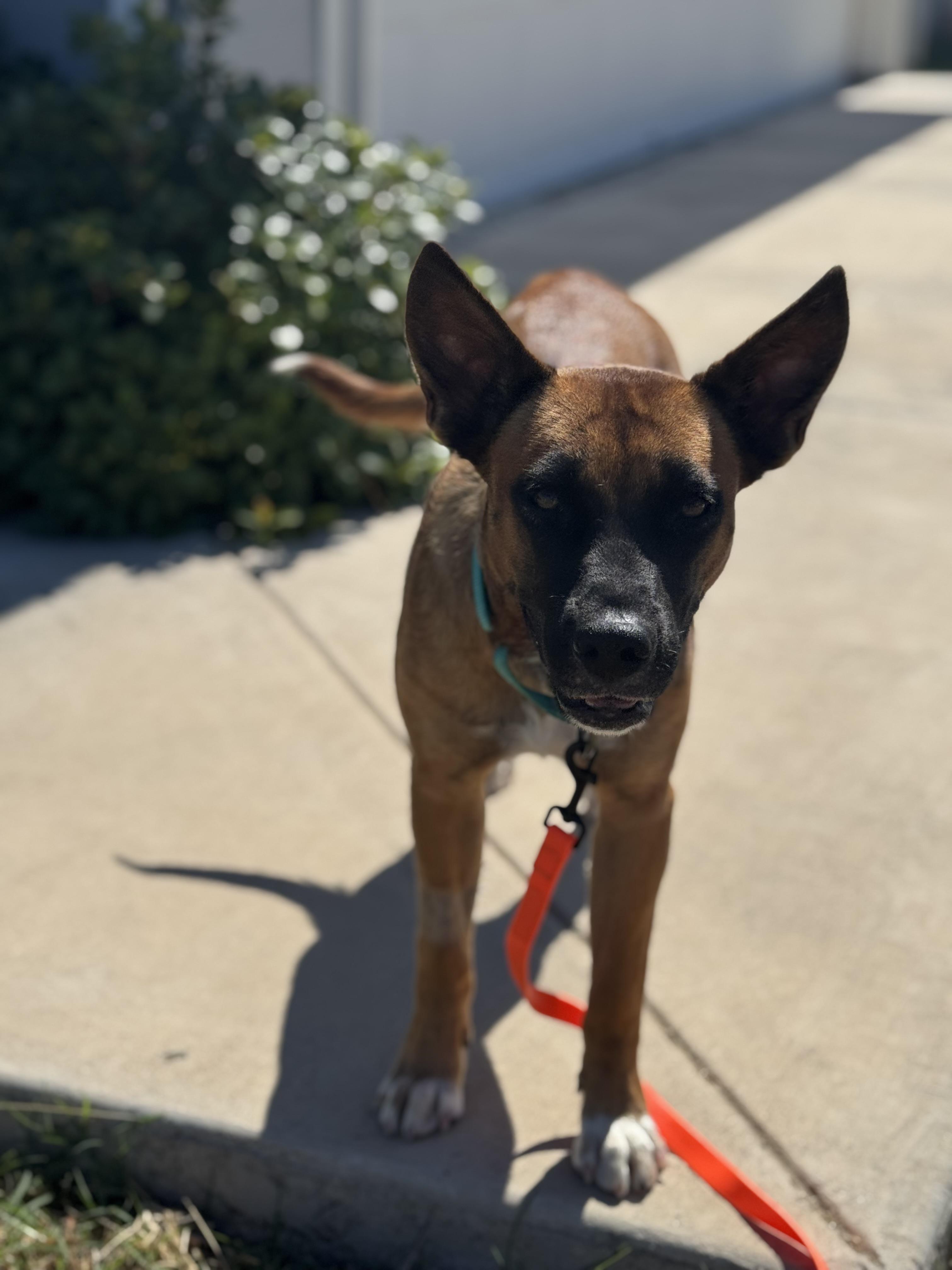 Sable, a Adoptable mixed breed in Austin, TX image 5/6