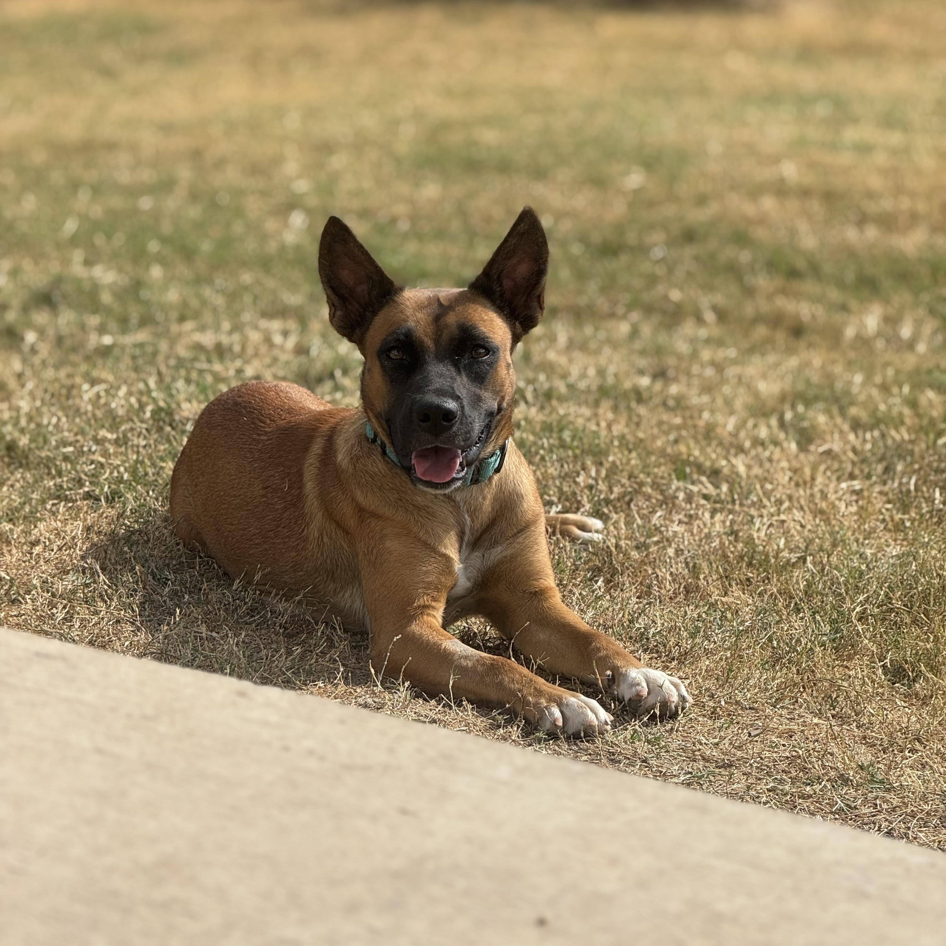 Sable, a Adoptable mixed breed in Austin, TX image 1/6