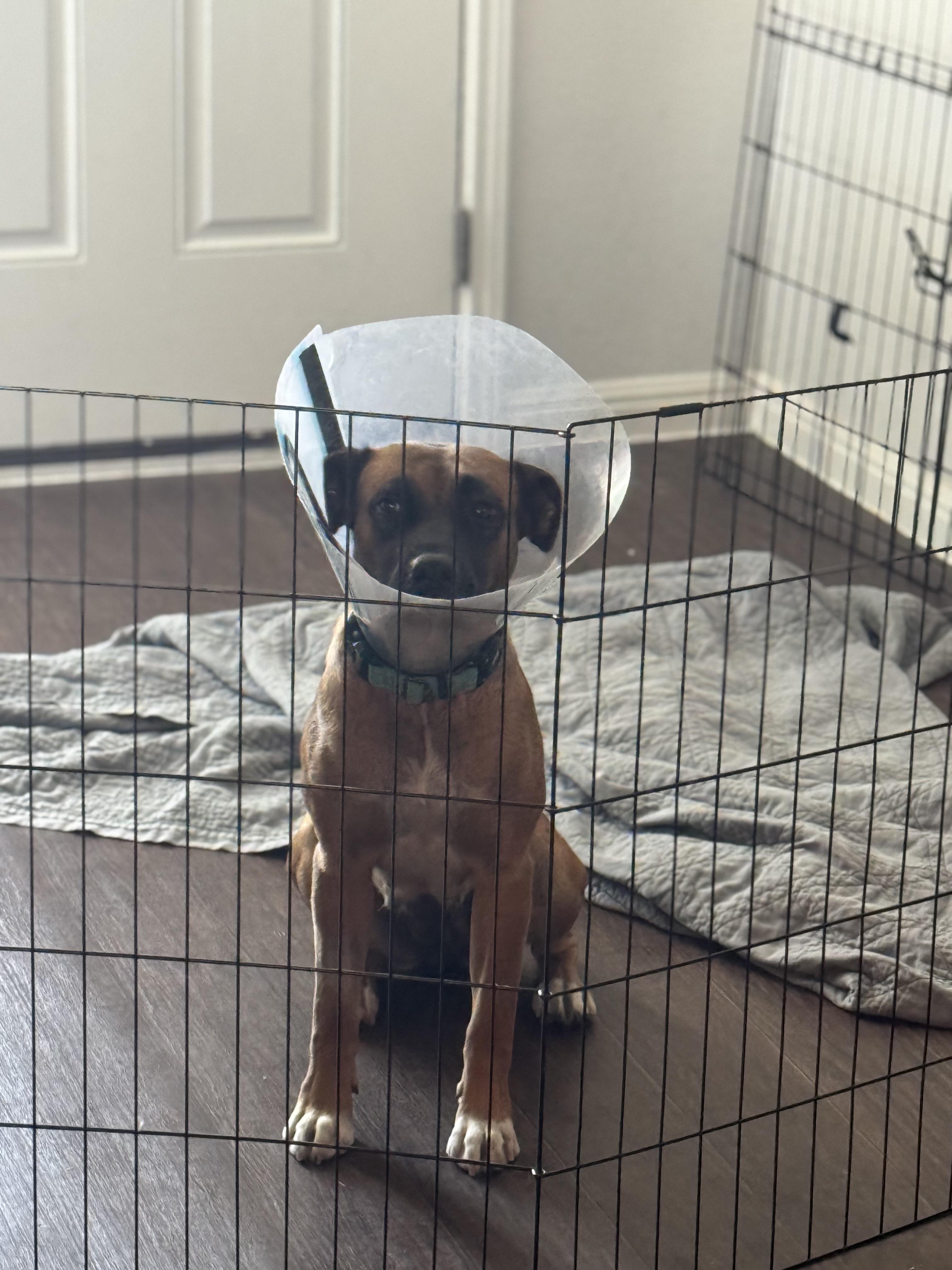 Sable, a Adoptable mixed breed in Austin, TX image 4/6