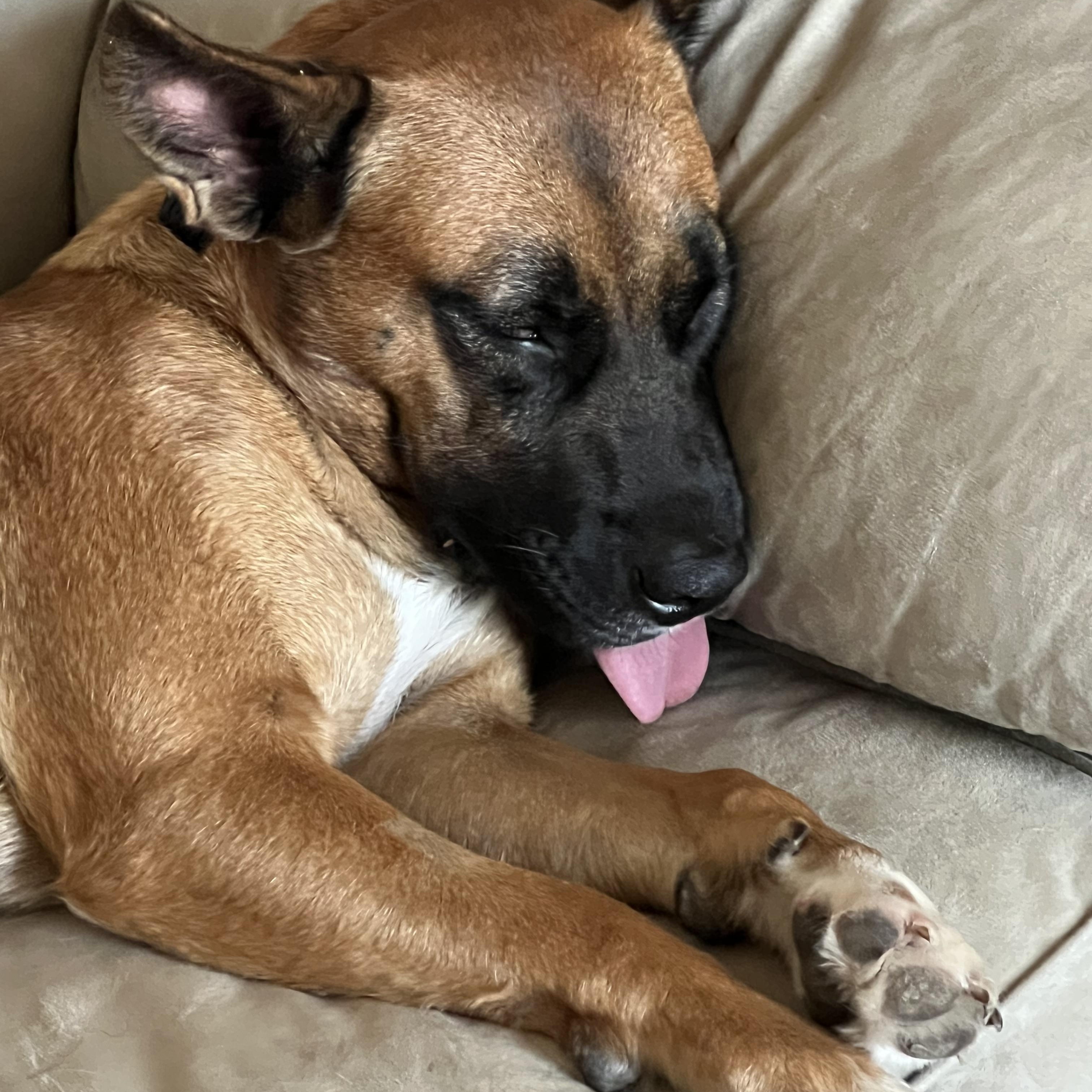 Sable, a Adoptable mixed breed in Austin, TX image 2/6