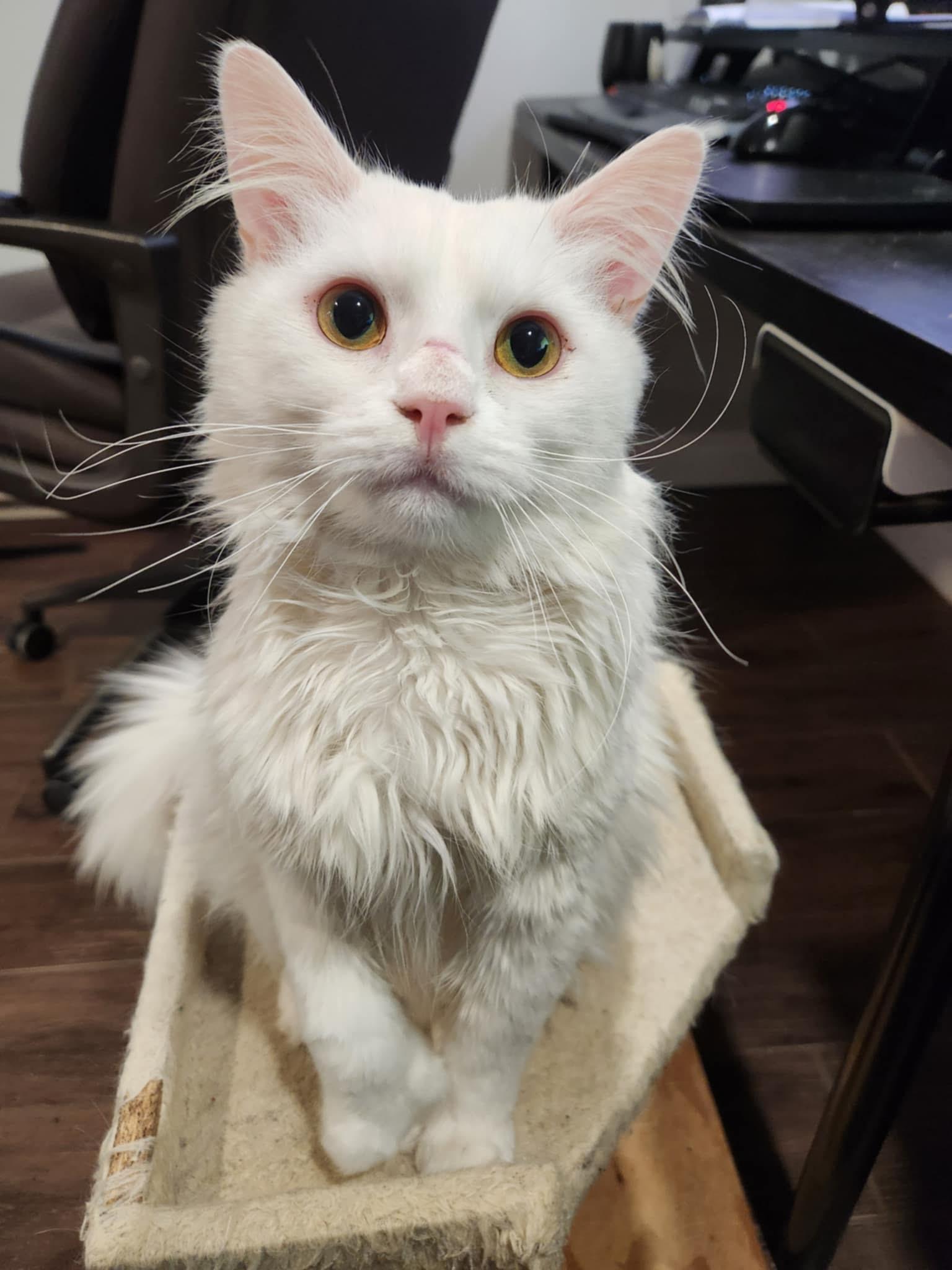 Enlarge Mitaines, a ADOPTABLE Domestic Long Hair in Verdun, QC image 1/1