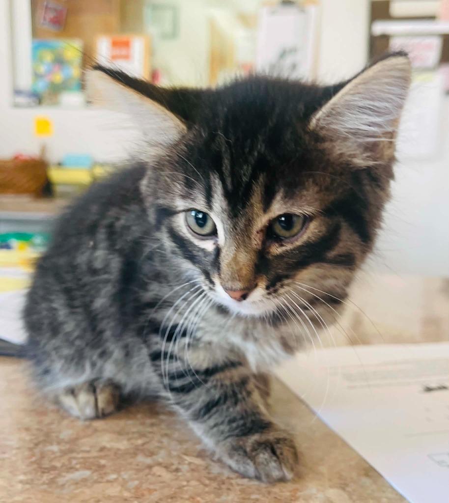 Tiger, Adoptable, Kitten Male Domestic Medium Hair.