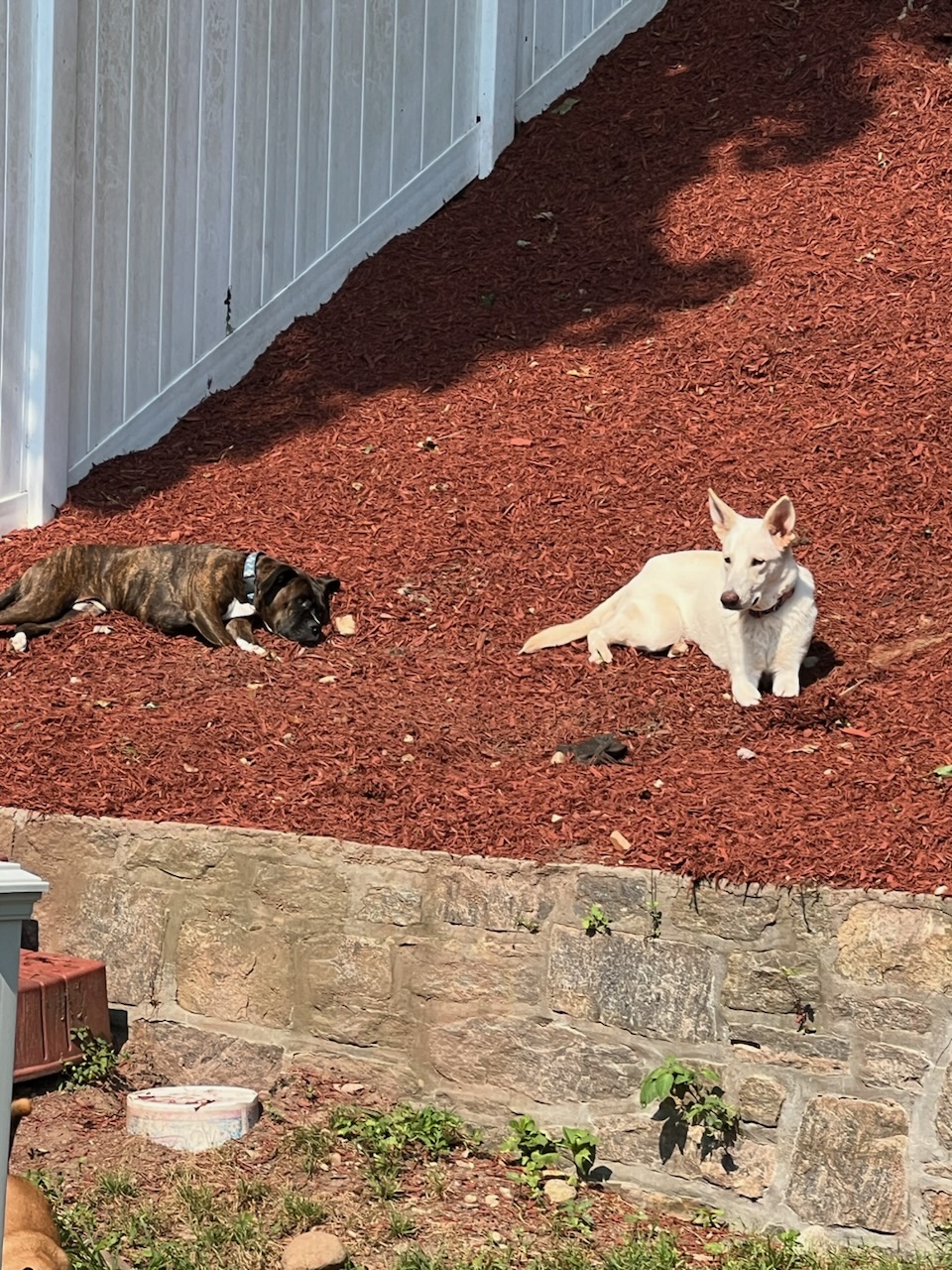 Enlarge Liberty, a Adoptable German Shepherd Dog in Cortlandt Manor, NY image 2/5