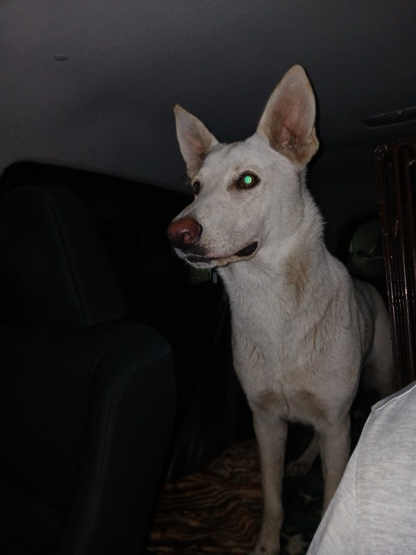 Enlarge Liberty, a Adoptable German Shepherd Dog in Cortlandt Manor, NY image 4/5