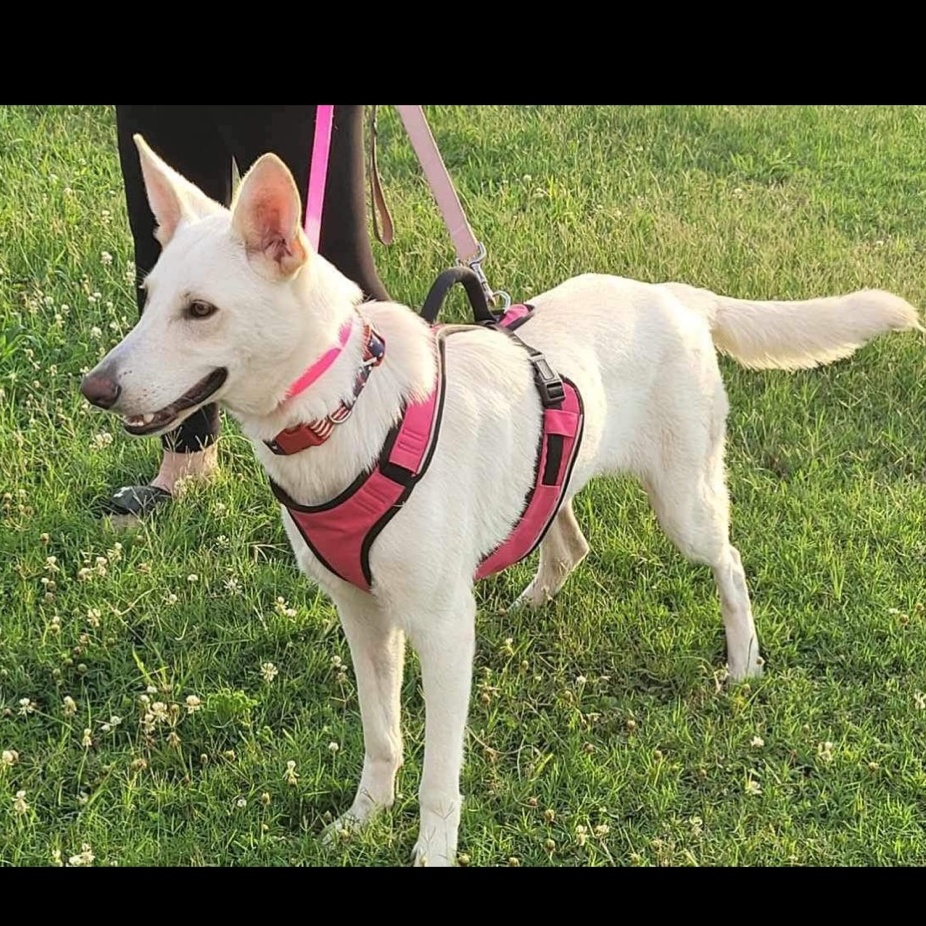 Enlarge Liberty, a Adoptable German Shepherd Dog in Cortlandt Manor, NY image 1/5