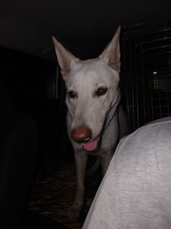 Enlarge Liberty, a Adoptable German Shepherd Dog in Cortlandt Manor, NY image 5/5