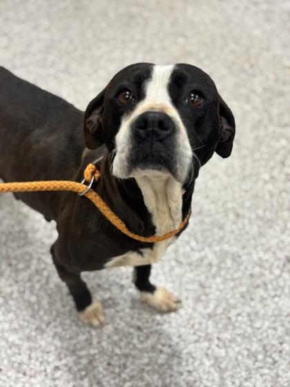 Mamma Mia, Adoptable, Adult Female Terrier & Mixed Breed.