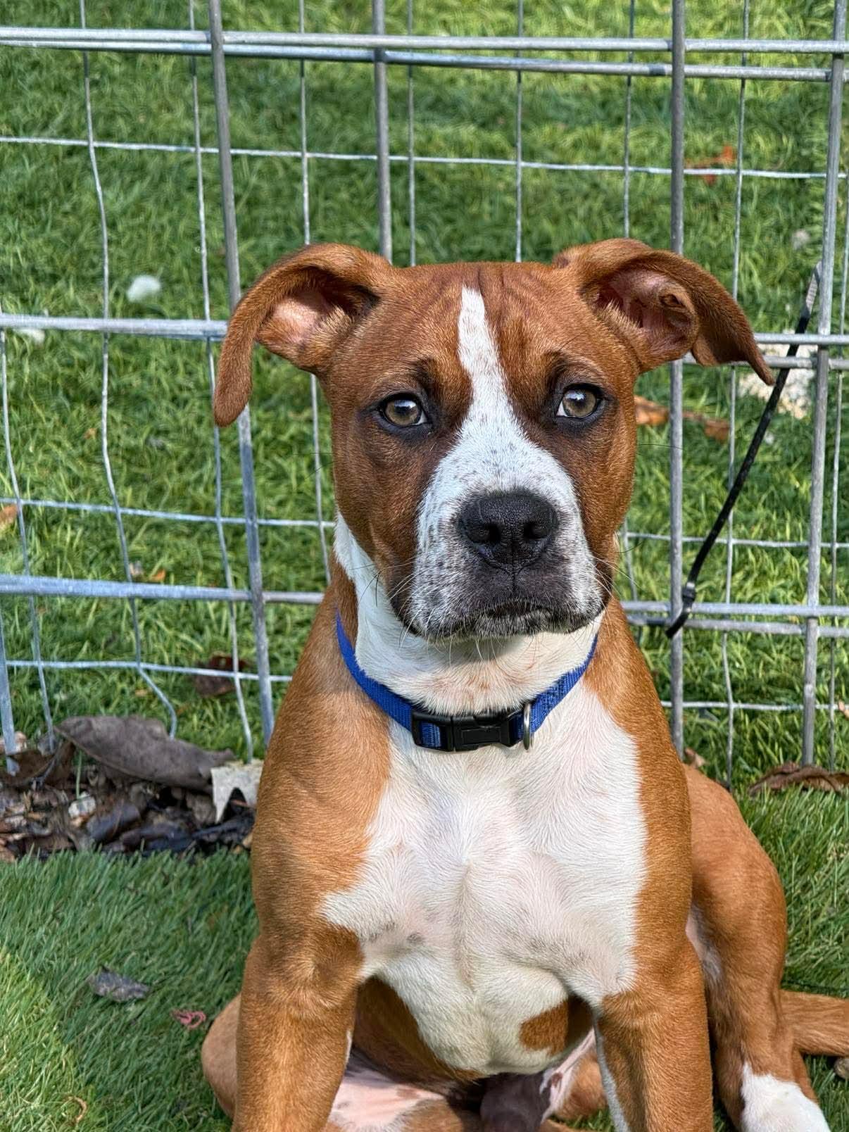 Bo, Adoptable, Puppy Male Boxer.