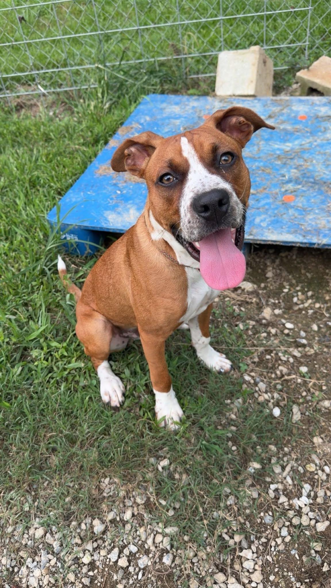 Bo, a Adoptable Boxer in Calhoun, GA image 3/3