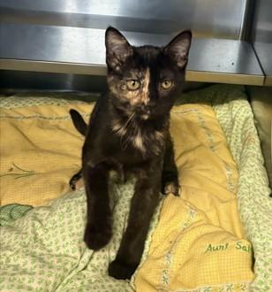 BROWN SUGAR, Adoptable, Kitten Female Domestic Medium Hair.