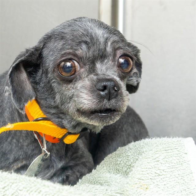 Enlarge BELLA YORK, a Adoptable Shih Tzu in St. Louis, MO image 1/1