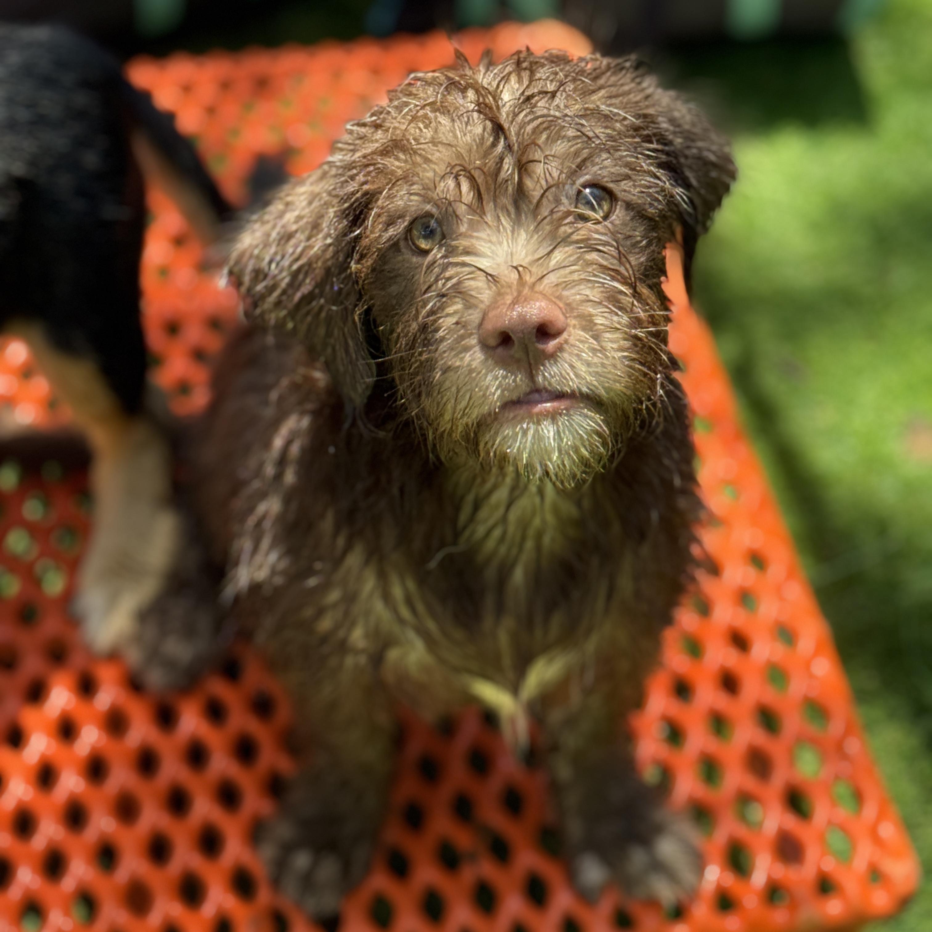 Enlarge Phil, an adopted mixed breed in Deltona, FL image 1/3