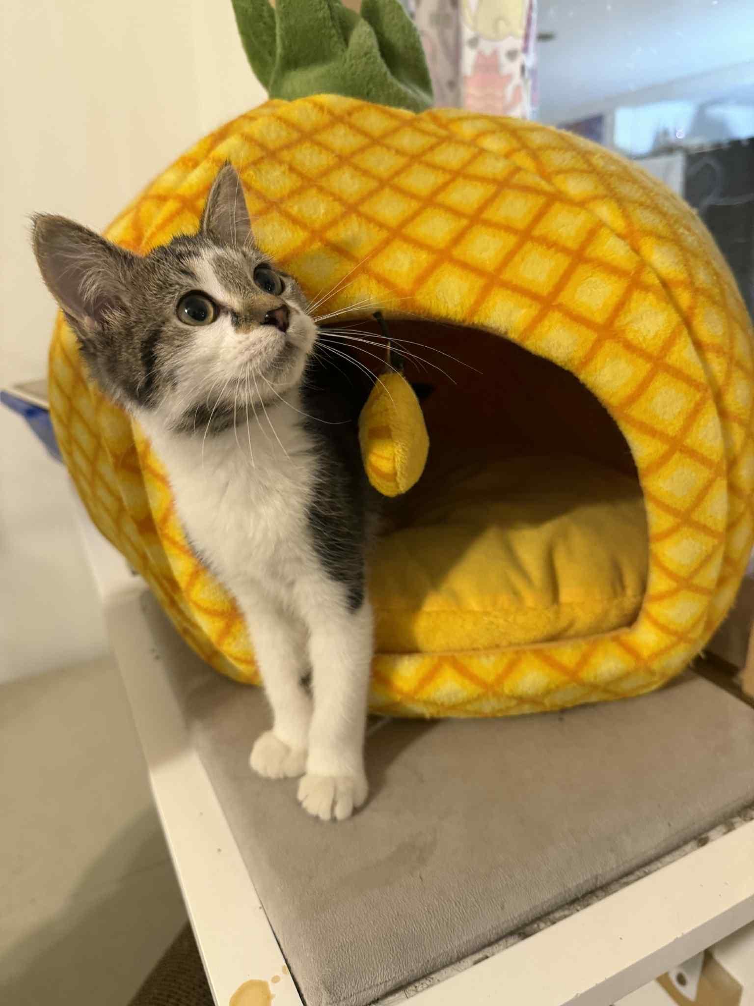 Enlarge Mark, an adopted Domestic Short Hair in Granite City, IL image 1/6