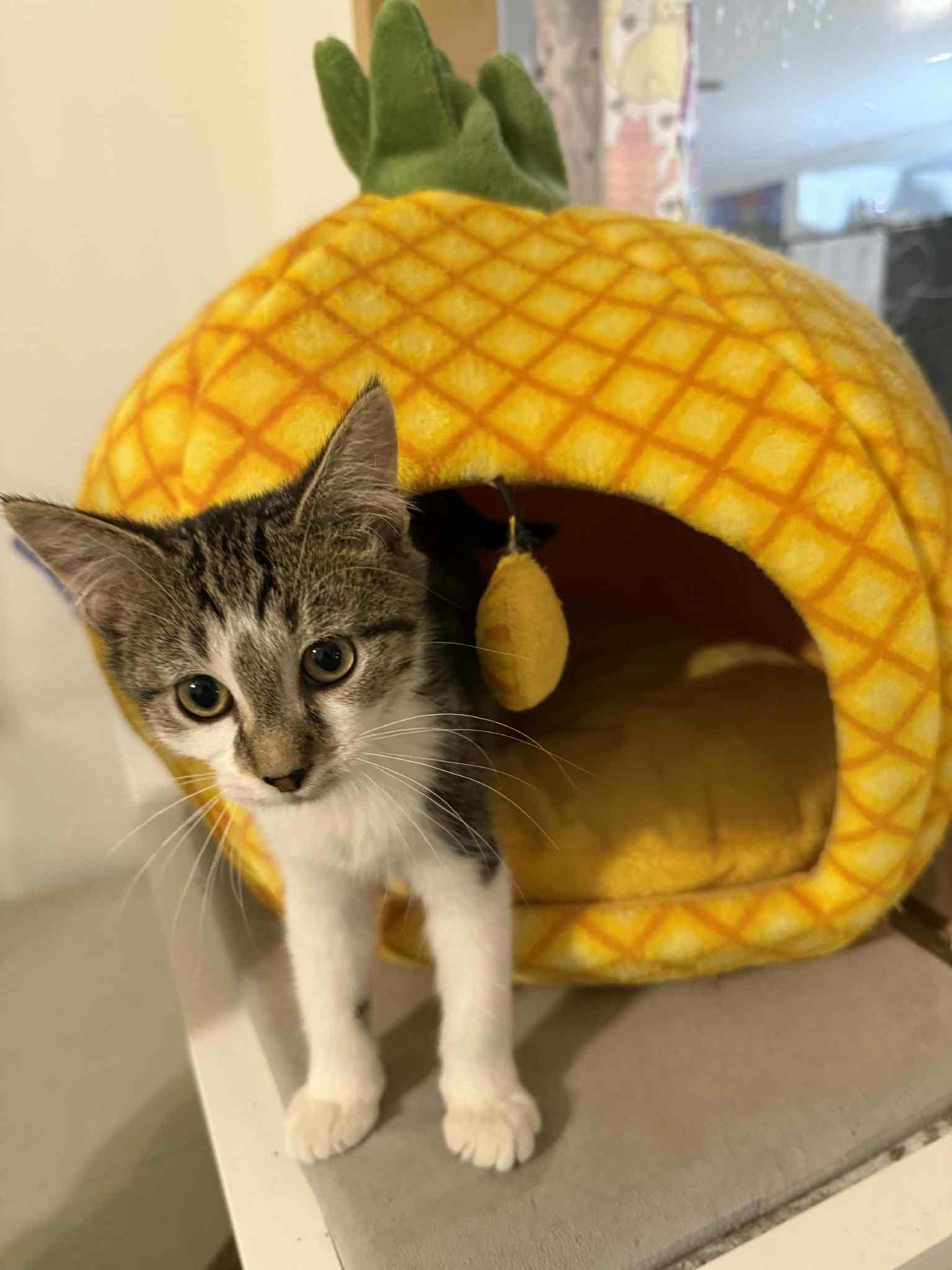 Enlarge Mark, an adopted Domestic Short Hair in Granite City, IL image 2/6