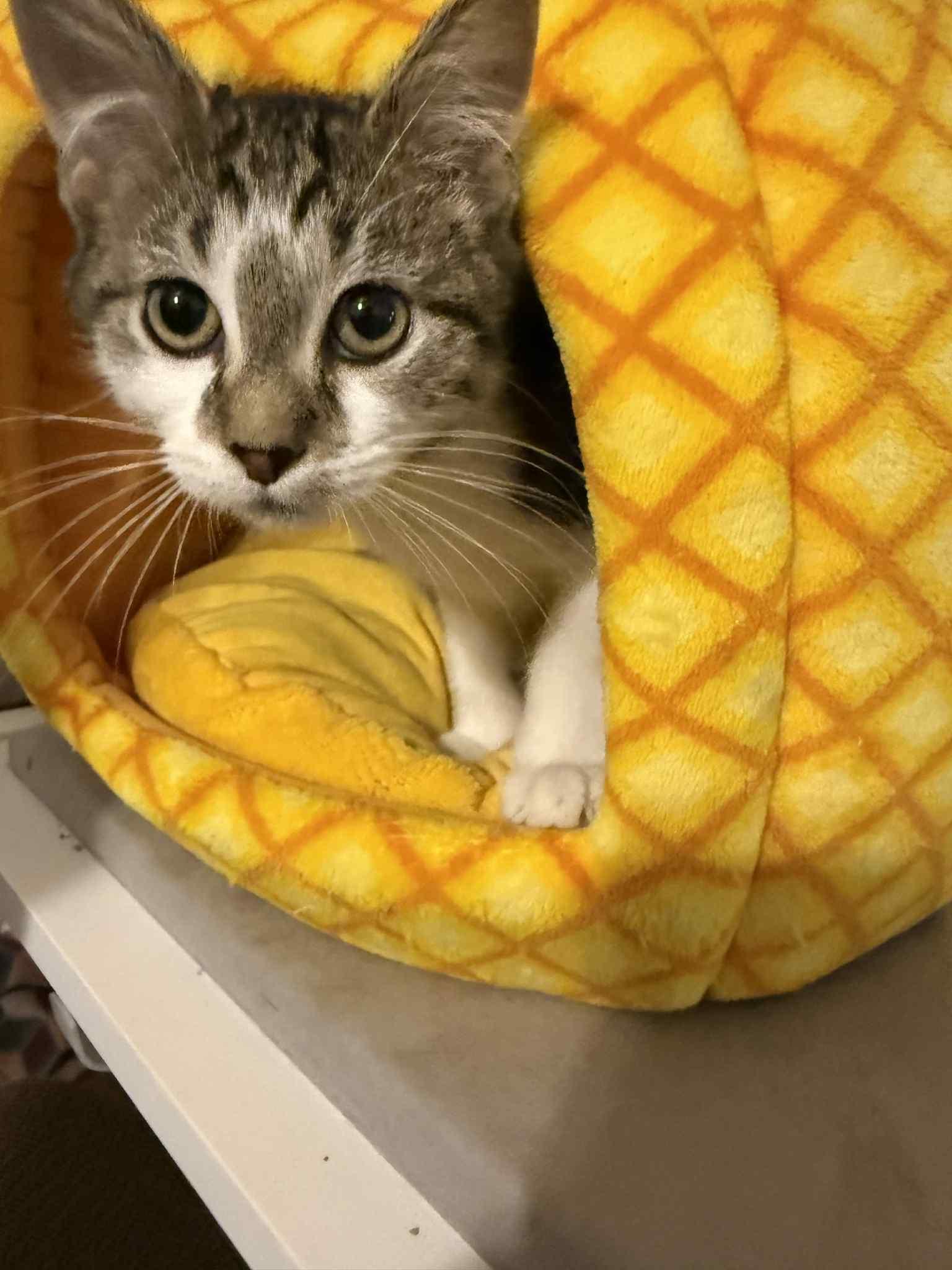 Enlarge Mark, an adopted Domestic Short Hair in Granite City, IL image 3/6