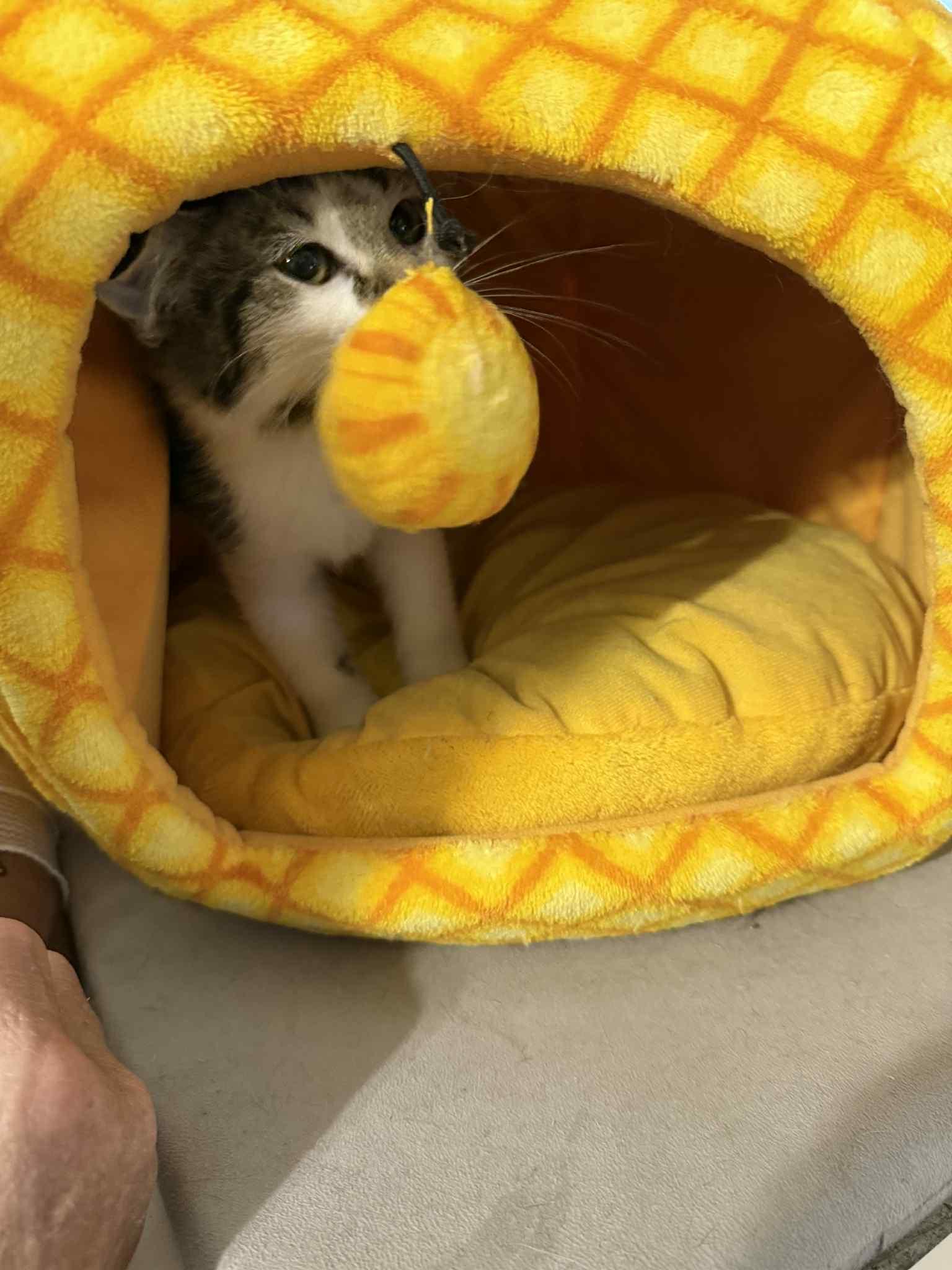 Enlarge Mark, an adopted Domestic Short Hair in Granite City, IL image 4/6