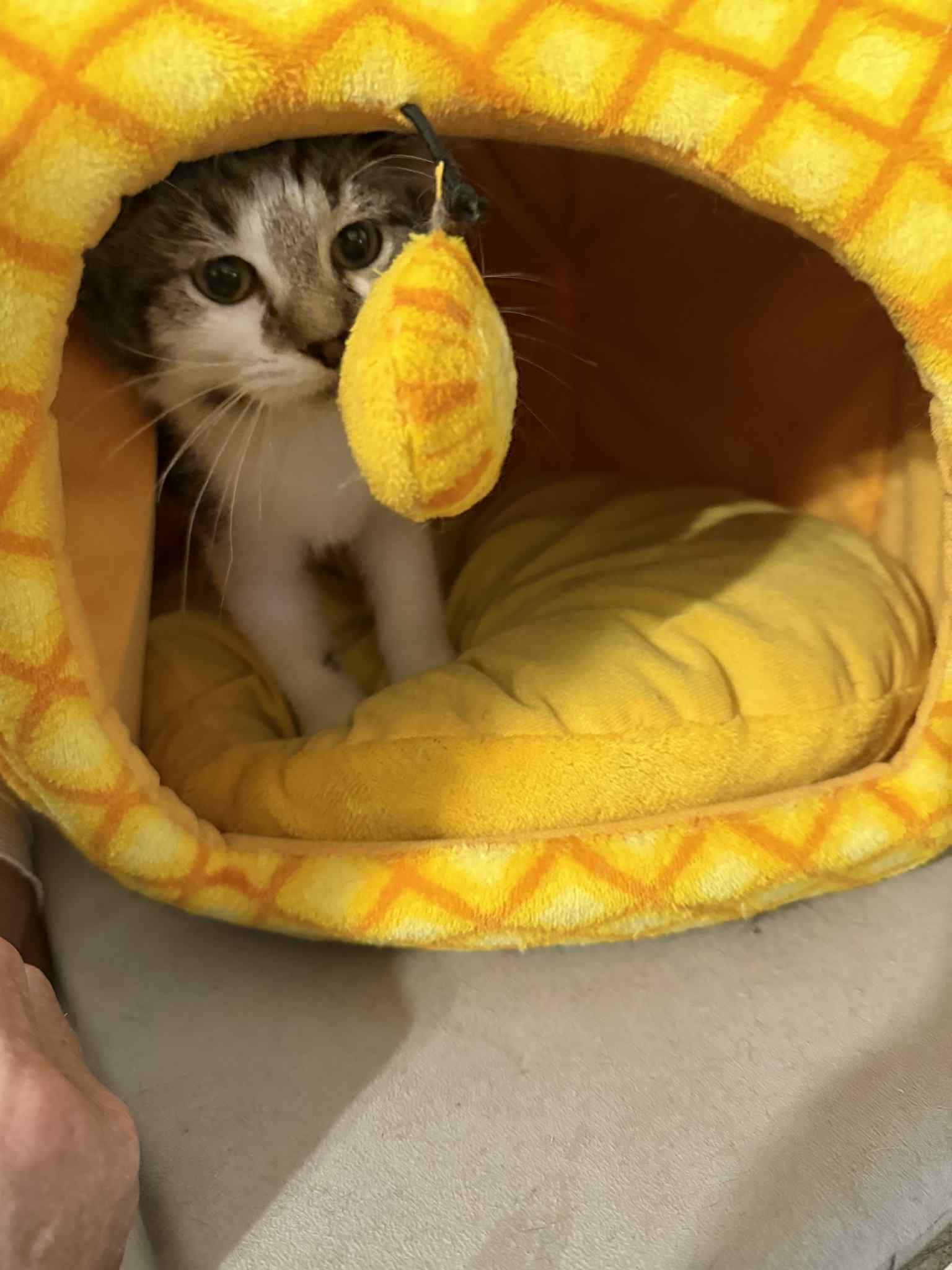 Enlarge Mark, an adopted Domestic Short Hair in Granite City, IL image 5/6