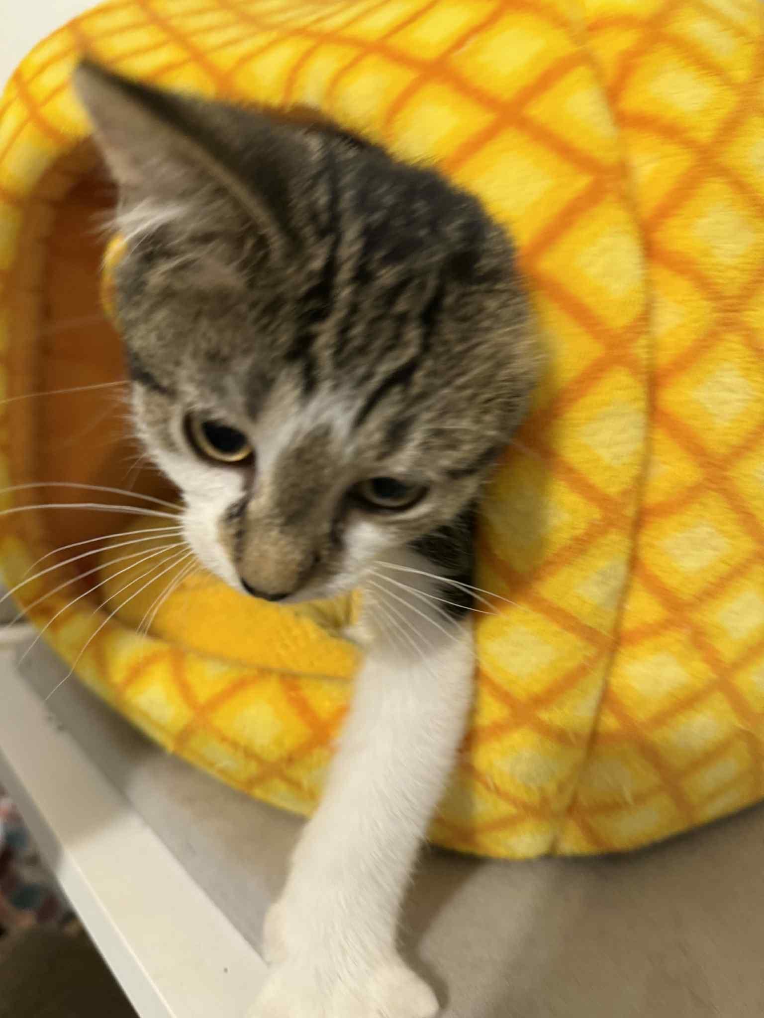 Enlarge Mark, an adopted Domestic Short Hair in Granite City, IL image 6/6