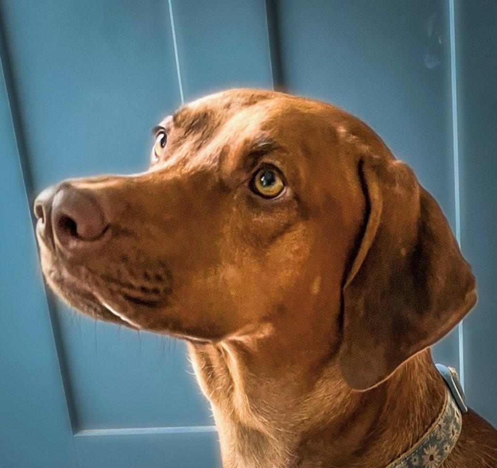 Dog for adoption Ollie, a Vizsla in Ozone Park, NY Petfinder