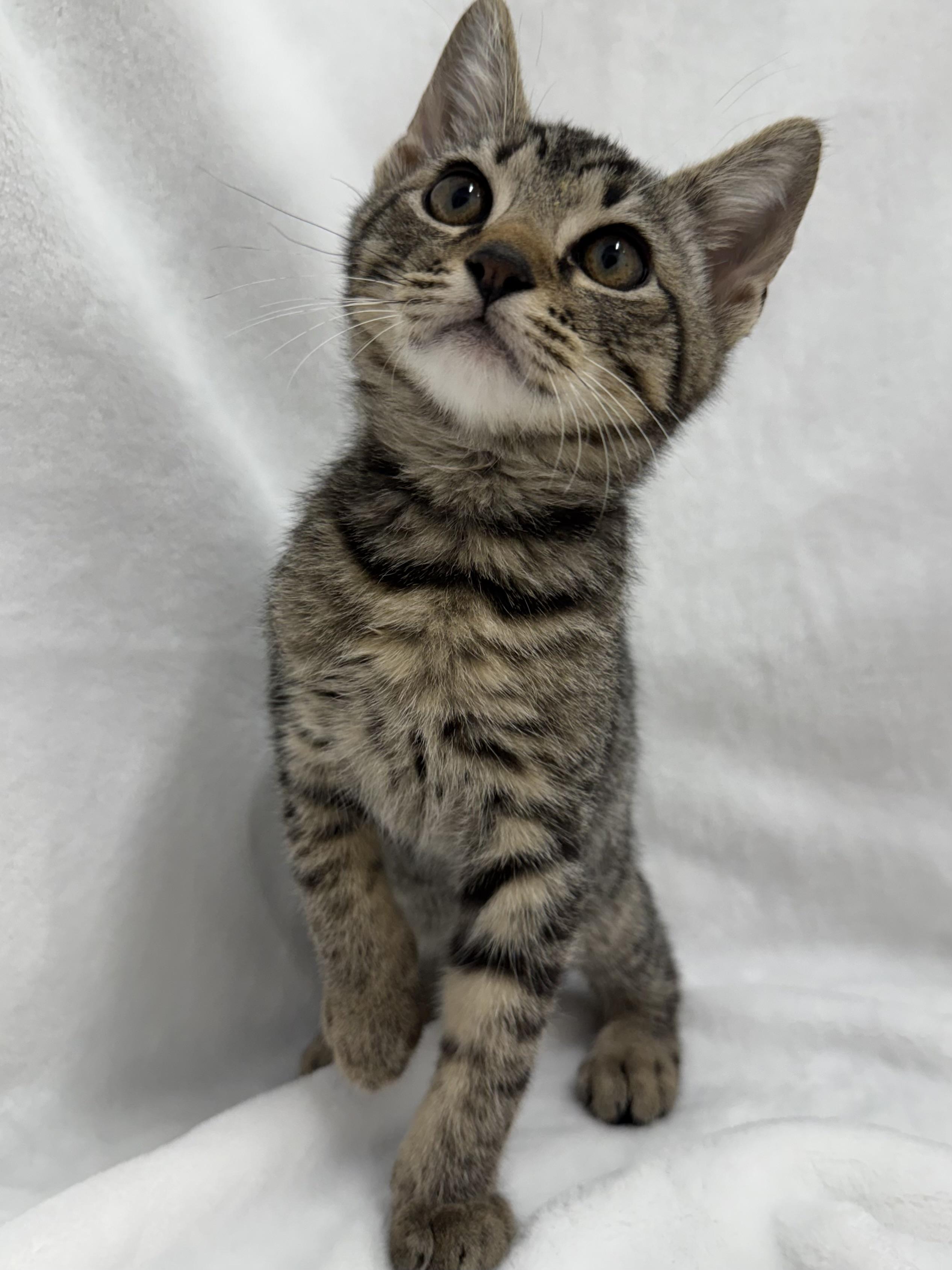 Enlarge Merlin, a ADOPTABLE mixed breed in Greensboro, NC image 2/3