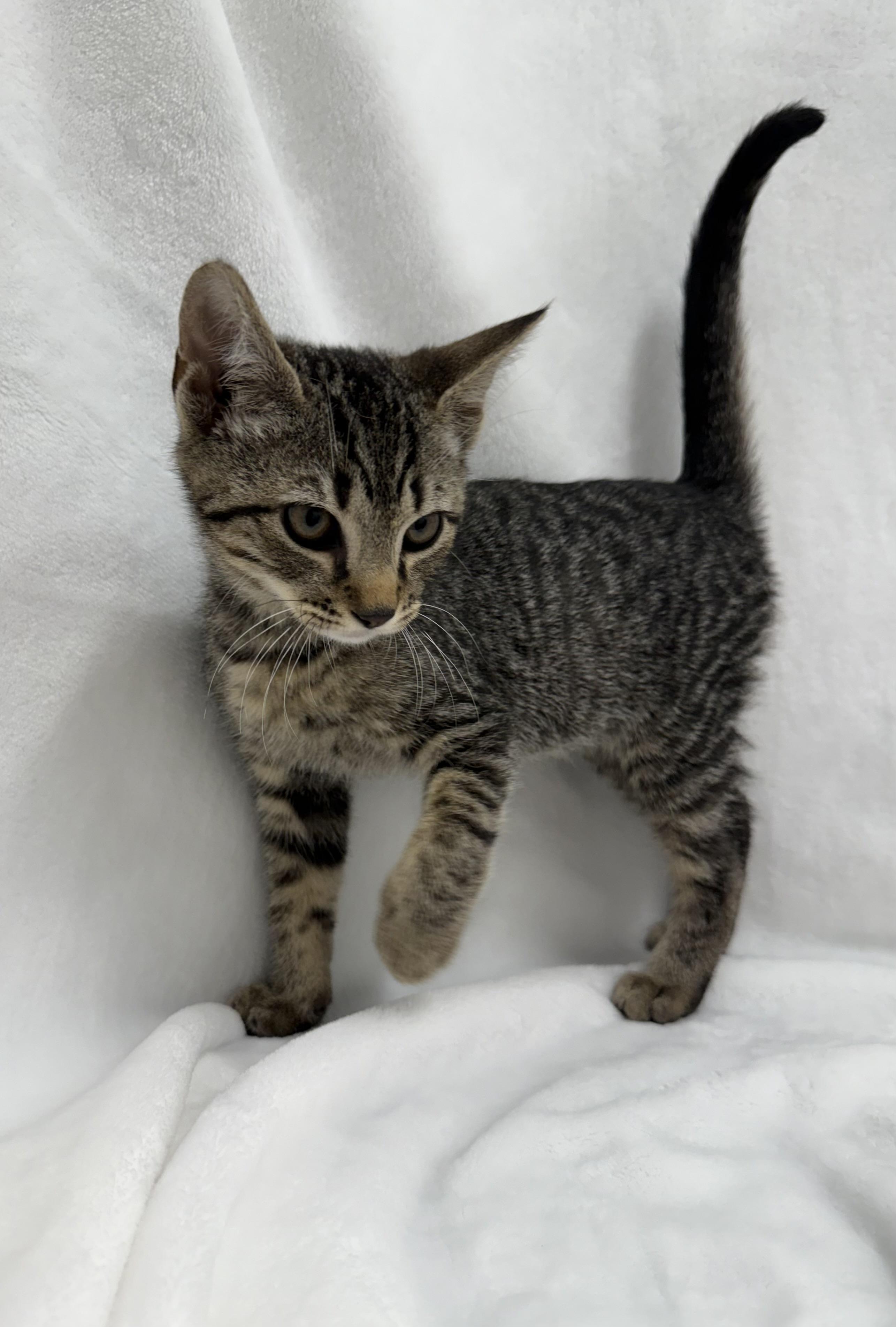 Enlarge Merlin, a ADOPTABLE mixed breed in Greensboro, NC image 3/3