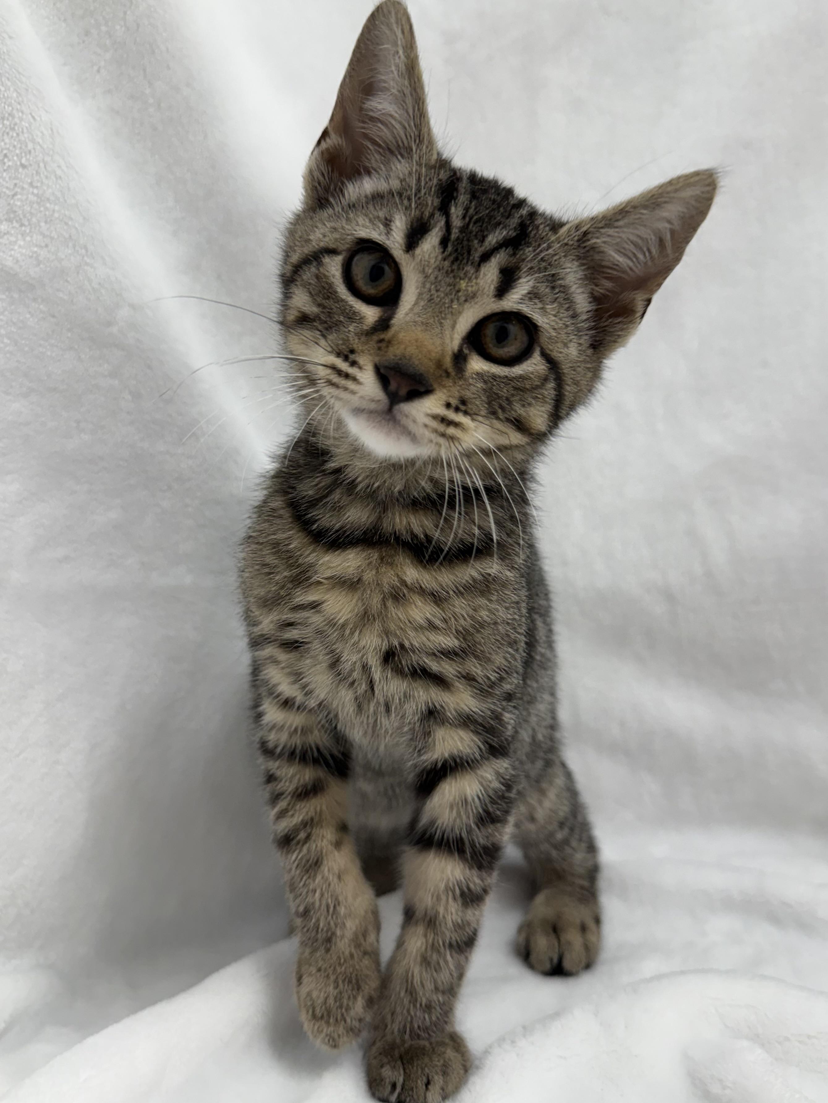 Merlin, ADOPTABLE, Kitten Male Domestic Short Hair & Tabby.
