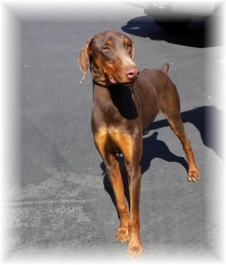 Enlarge Jack, a Adoptable Doberman Pinscher in Las Vegas, NV image 2/6
