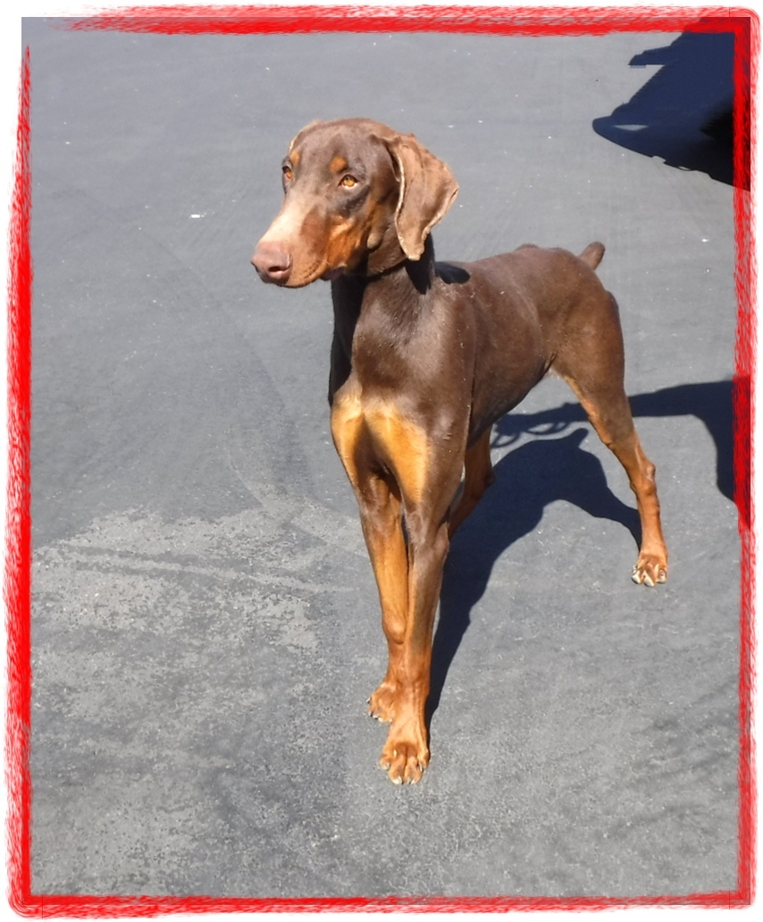Enlarge Jack, a Adoptable Doberman Pinscher in Las Vegas, NV image 3/6