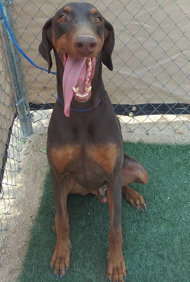 Enlarge Jack, a Adoptable Doberman Pinscher in Las Vegas, NV image 4/6