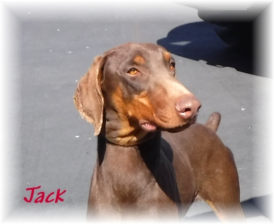 Enlarge Jack, a Adoptable Doberman Pinscher in Las Vegas, NV image 5/6