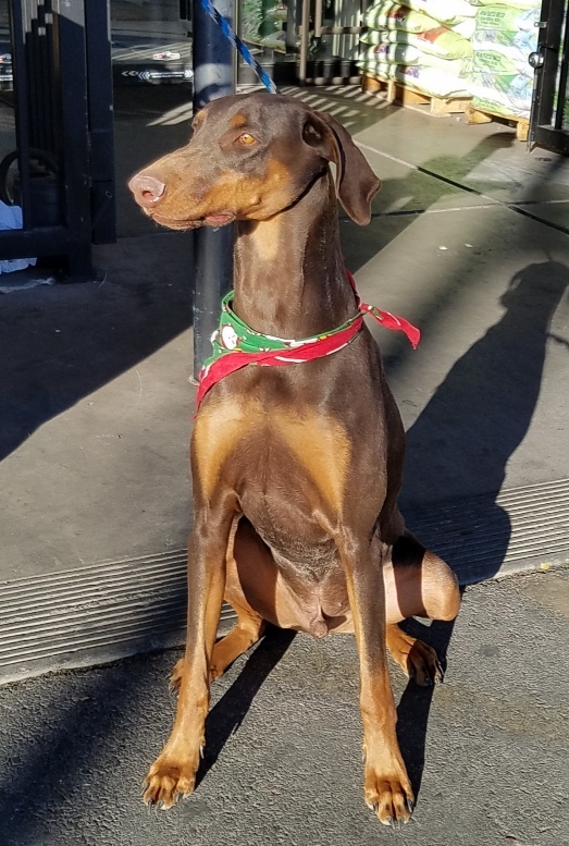 Enlarge Jack, a Adoptable Doberman Pinscher in Las Vegas, NV image 6/6