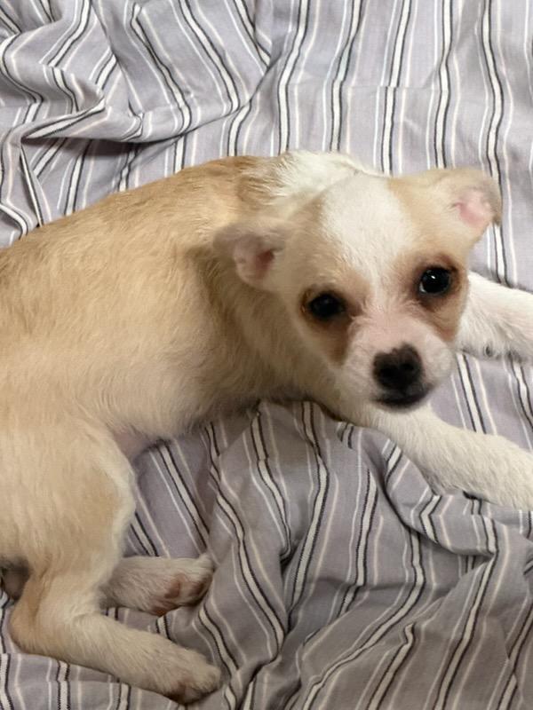 Jan, Adoptable, Puppy Female Chihuahua & Maltese.