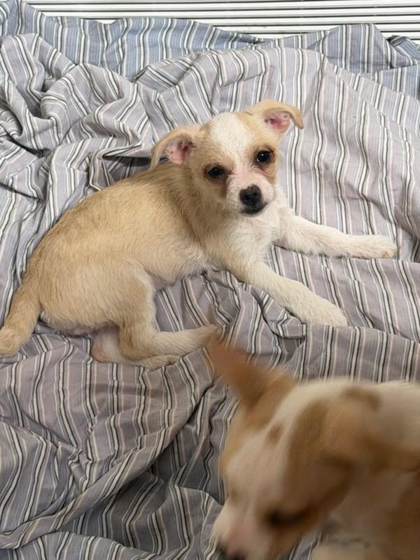 Enlarge Jan, a Adoptable mixed breed in Hewitt, NJ image 2/2