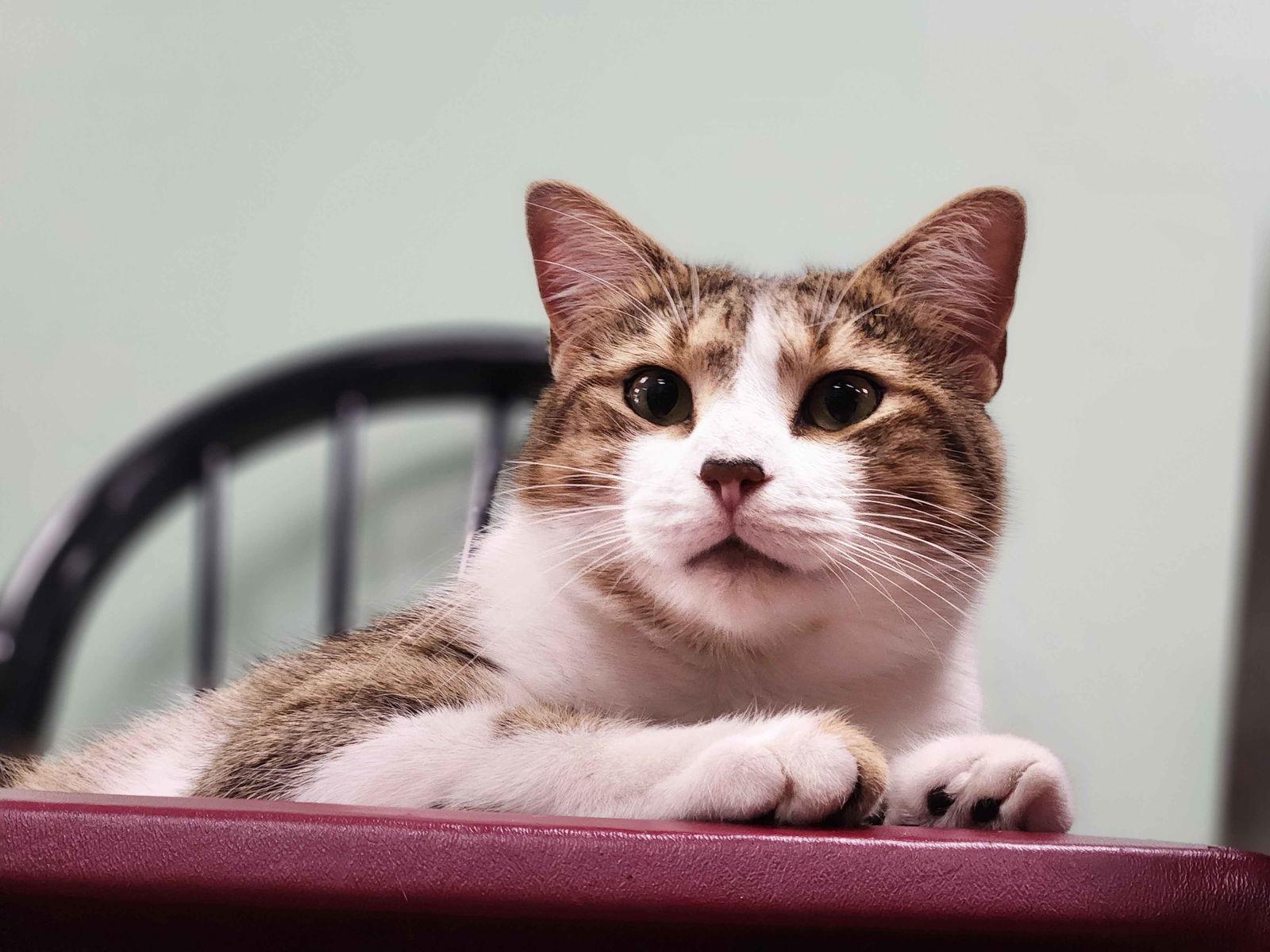 May the Brown Beauty, Adopted, Adult Female Domestic Short Hair.