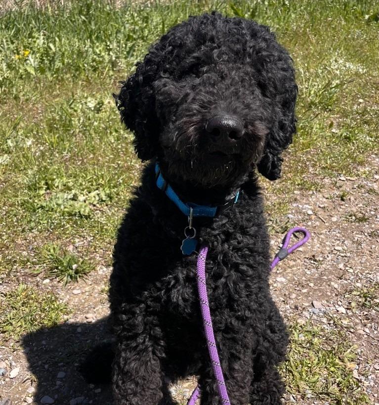 Baxter, Adoptable, Young Male Bernese Mountain Dog & Poodle.