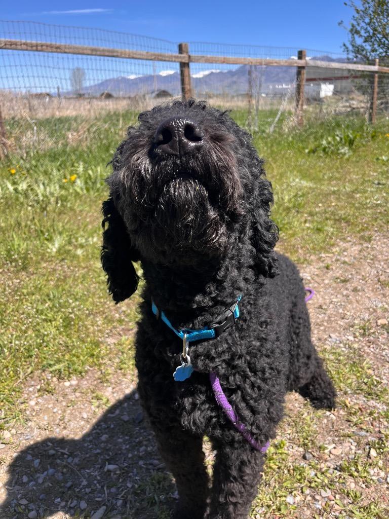 Enlarge Baxter, a Adoptable mixed breed in Logan, UT image 2/2