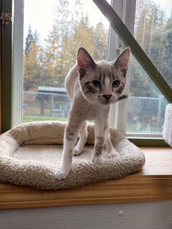 Oats, Adoptable, Young Male Domestic Short Hair & Domestic Short Hair.