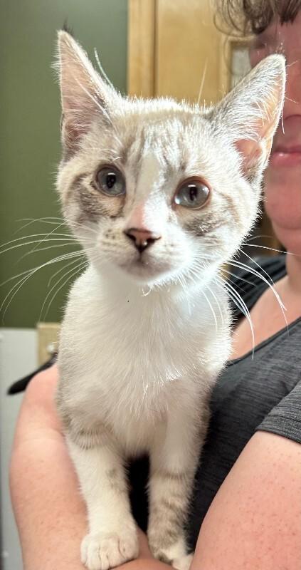 Enlarge Oats, a Adoptable mixed breed in Haines, AK image 2/2