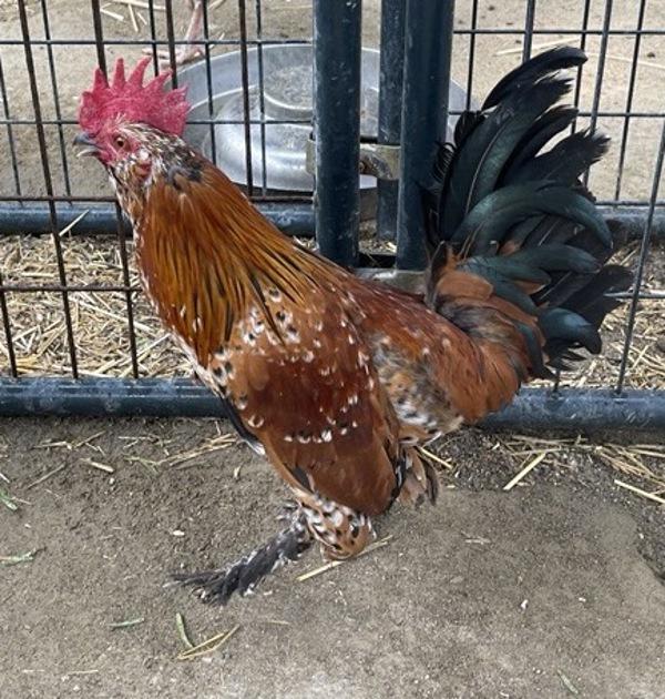 Mayday, Adoptable, Young Male Chicken.