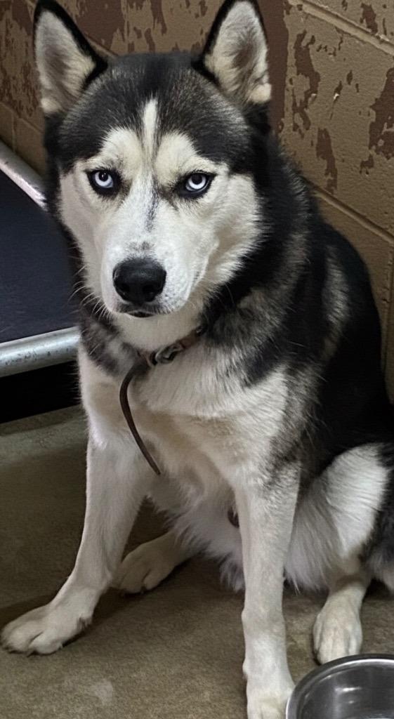 Sarge, Adoptable, Young Male Husky.