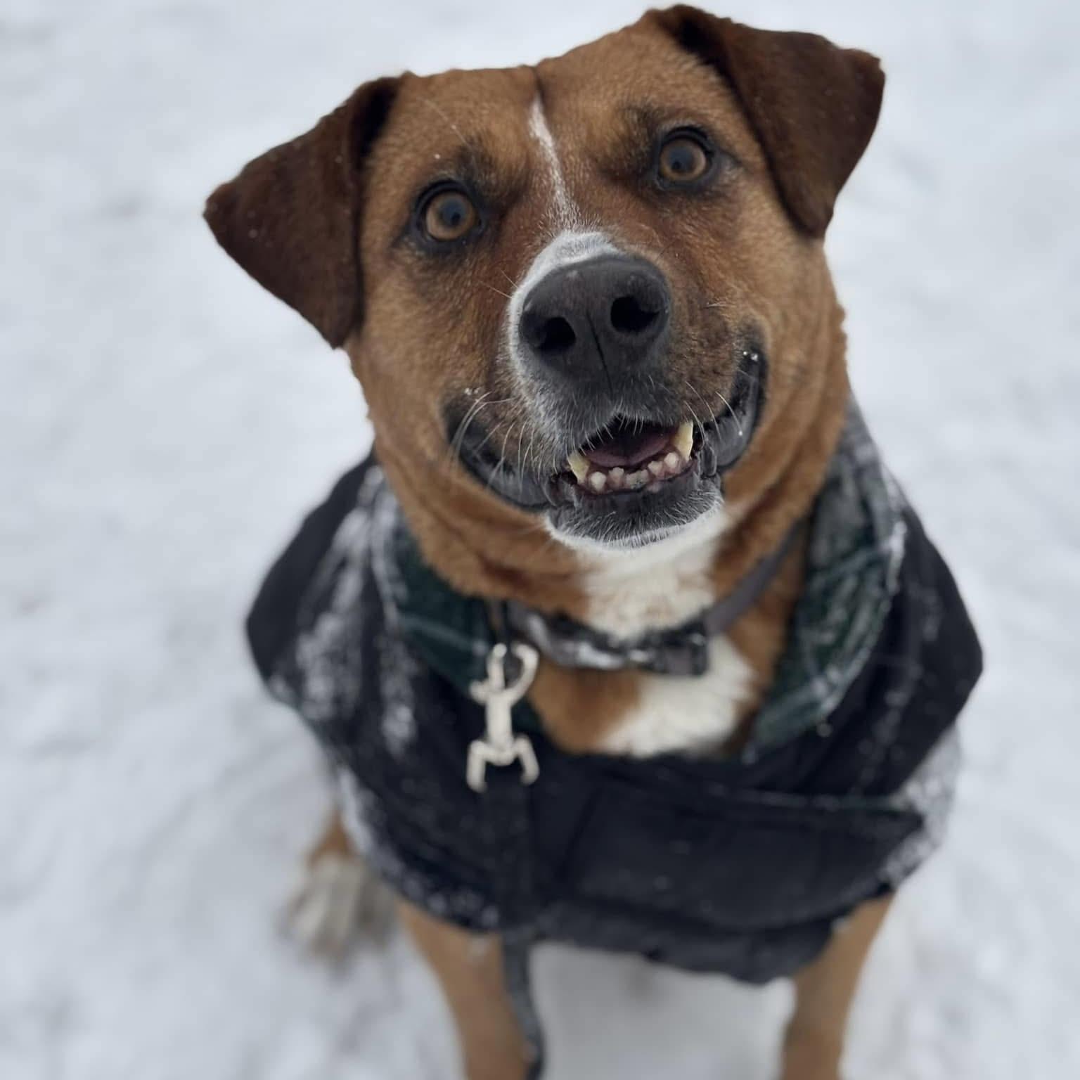 Felice, ADOPTABLE, Senior Female Mixed Breed & Labrador Retriever.